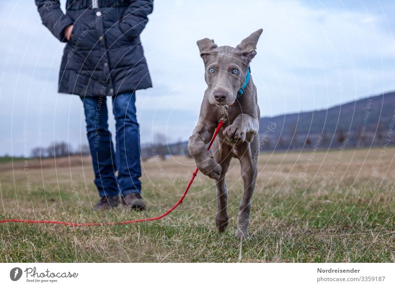 Energiebündel Spielen Jagd Ausflug wandern Mensch Frau Erwachsene Natur Landschaft Frühling Gras Wiese Tier Haustier Hund rennen Fröhlichkeit Neugier Tierliebe