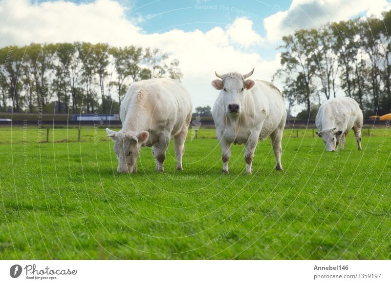 Baumweiße Kühe, die in den Niederlanden auf dem Feld grasen Essen schön Gesicht Sommer Menschengruppe Umwelt Natur Landschaft Tier Himmel Gras Wiese Autobahn