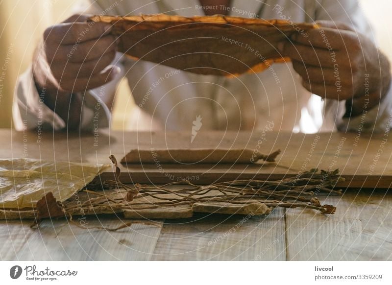 Zigarren von Hand herstellen , viñales - Kuba Lebensmittel Gemüse Lifestyle Insel Tisch Mann Erwachsene Kultur Natur Blatt Dorf Stadt machen Rauchen braun