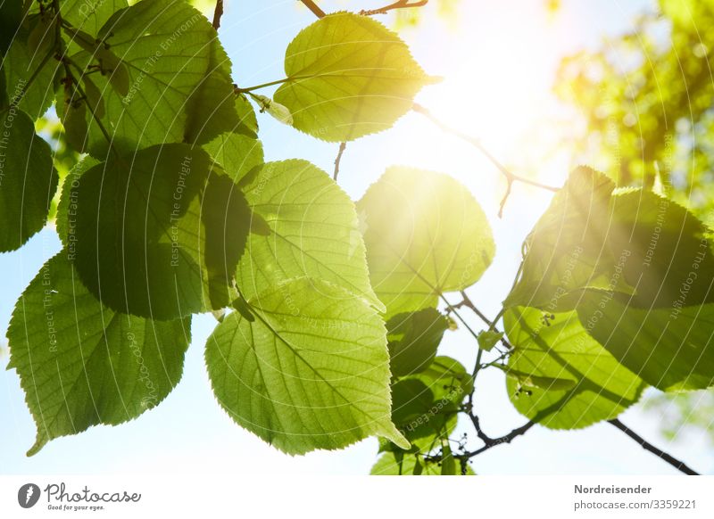 Frisches Grün Leben harmonisch Duft Ausflug Natur Wolkenloser Himmel Sonnenlicht Frühling Sommer Schönes Wetter Baum Blatt Park Wald leuchten Wachstum frisch