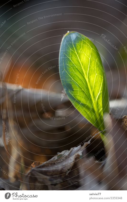 Durchbruch Umwelt Natur Pflanze Frühling Blatt Grünpflanze Waldboden welk Wachstum frisch braun grün Energie Hoffnung Vergänglichkeit Wandel & Veränderung