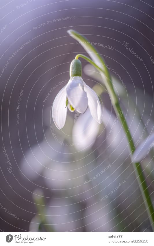 erste Frühlingsboten Umwelt Natur Pflanze Blume Blüte Wildpflanze Frühblüher Schneeglöckchen Garten Blühend Wärme weiß Frühlingsgefühle Duft Farbfoto