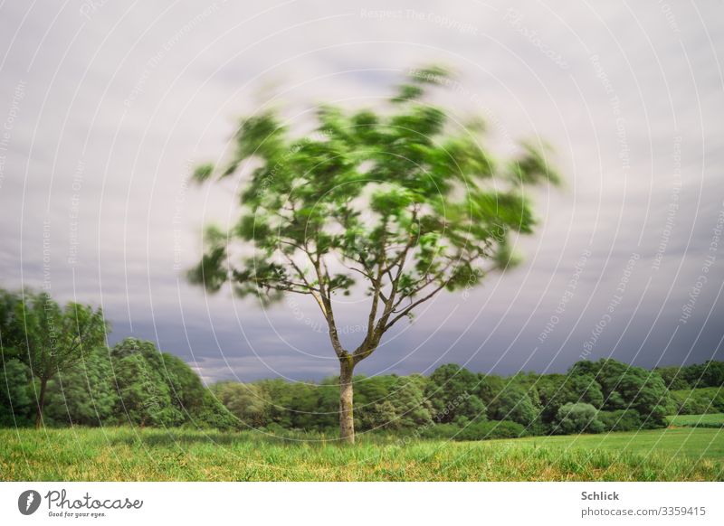 Stürmische Zeiten Baum schwankt im Sturm Umwelt Herbst Klimawandel Wind außergewöhnlich grau grün Bewegung Landschaft Wiese Wald Waldrand taumeln Zerreißen