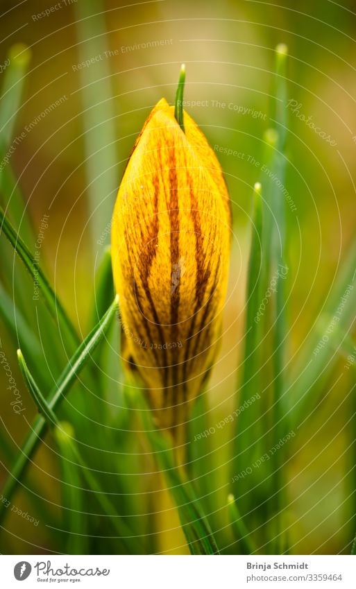 Makroaufnahme von einem gelben Krokus Natur Pflanze Wassertropfen Blume Blüte Krokusse Garten Blühend leuchten Wachstum ästhetisch authentisch elegant