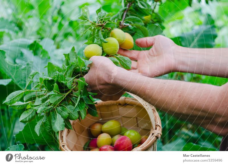 Ein Mann sammelt mit der Hand Pflaumen. Ländliche Szene. Frucht Ernährung Vegetarische Ernährung Lifestyle Gesunde Ernährung Wellness Sommer Gartenarbeit