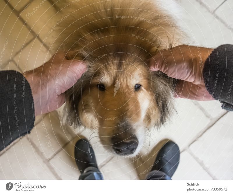 Tierliebe Haustier Hund 1 braun schwarz weiß Zufriedenheit Liebe Collie Kraulen Ohr Hausschuhe Zuneigung Fell Hundenase Vogelperspektive Hand