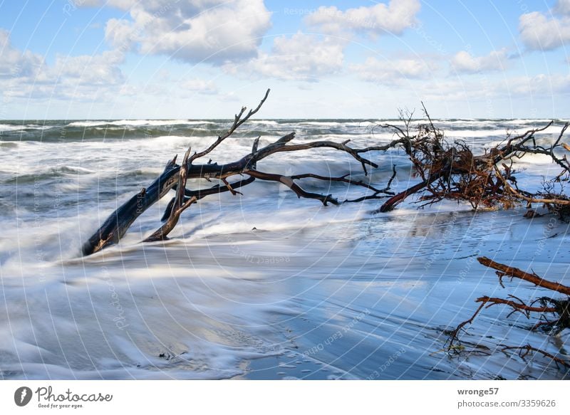 Stürmische Ostsee Natur Landschaft Urelemente Luft Wasser Himmel Wolken Herbst Unwetter Wind Sturm Baum Wellen Küste Strand bedrohlich nass blau braun türkis