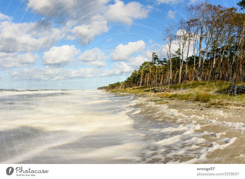 Sturm am Darßer Weststrand Natur Landschaft Pflanze Erde Luft Wasser Himmel Wolken Horizont Herbst Wind Baum Wellen Küste Ostsee bedrohlich blau braun grün weiß