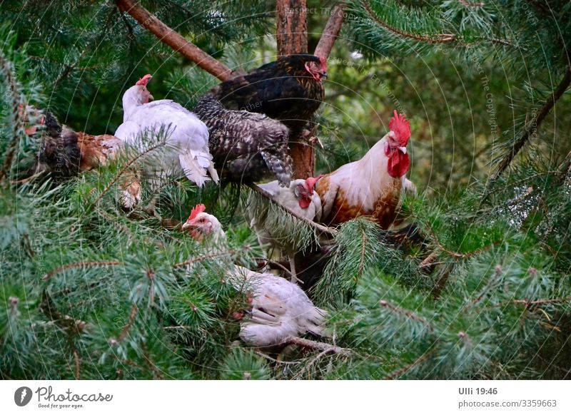 Bei DREI alle auf´m Baum! Klettern Bergsteigen Sommer Tannenzweig Garten Dorf Menschenleer Nutztier Tiergesicht Flügel Hahn Hühnervögel Tiergruppe beobachten