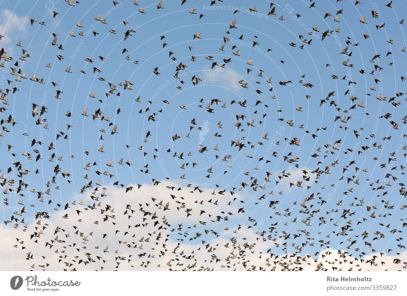 Stare Natur Tier nur Himmel Wolken Wildtier Vogel Schwarm fliegen Ferien & Urlaub & Reisen frei Zusammensein Glück groß Unendlichkeit natürlich positiv blau