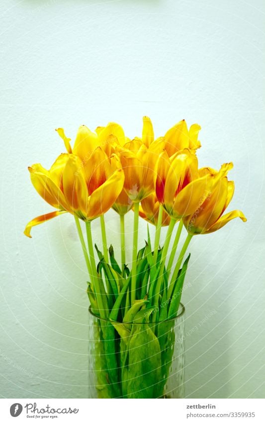 Tulpenstrauß Blume Blühend Blüte Blütenblatt Stengel Garten Menschenleer Natur Pflanze ruhig Textfreiraum Blumenstrauß Frühling Frühlingsblume Frühblüher gelb