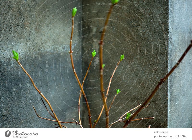 Knospen Garten Pflanze Blume Blüte Blühend Blütenknospen Blattknospe frisch grün Natur Ast Zweig Sträucher Tiefenschärfe Menschenleer Textfreiraum Mauer Ecke