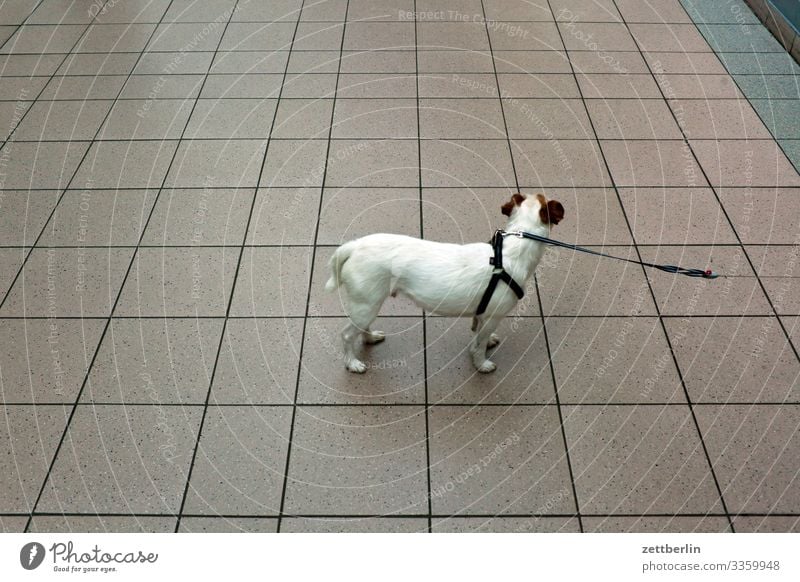 Wartender Hund schoßhund Tier Haustier warten Wegsehen Blick Suche angekettet Hundehalsband Berlin Großstadt Leben Schöneberg Stadt Stadtleben Ladengeschäft