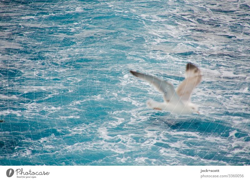 abgehoben und losgelöst die Möwe im Flug Meer Umwelt Ägäis 1 fahren Ferien & Urlaub & Reisen frei Wärme Stimmung Fernweh Inspiration Gischt Bootsfahrt