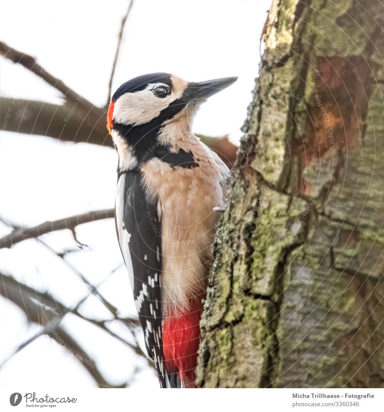 Buntspecht am Baumstamm Natur Tier Himmel Sonnenlicht Schönes Wetter Zweige u. Äste Wildtier Vogel Tiergesicht Flügel Krallen Specht Kopf Schnabel Auge Feder