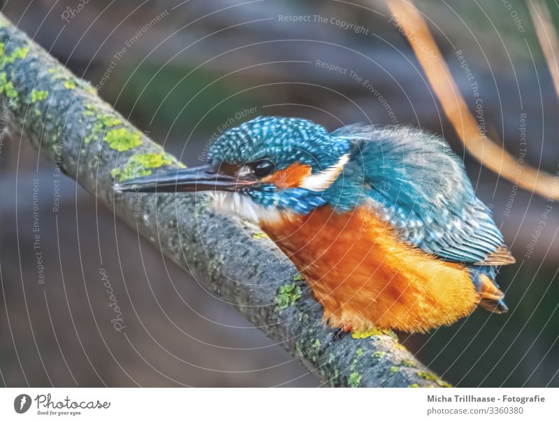 Eisvogel wartet auf Beute Umwelt Natur Tier Sonnenlicht Schönes Wetter Zweige u. Äste Seeufer Flussufer Wildtier Vogel Tiergesicht Flügel Krallen Eisvögel