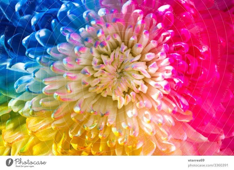 Bunte Blume arome Hintergrund neutral schön schwarz blau Chrysantheme Farbe mehrfarbig Gänseblümchen Tag Dekoration & Verzierung Pflanze geblümt grün Leben