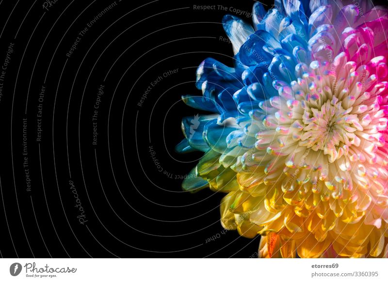 Bunte Blume arome Hintergrund schön schwarz blau Chrysantheme Farbe mehrfarbig Gänseblümchen Tag Dekoration & Verzierung Pflanze geblümt grün Leben Muttertag