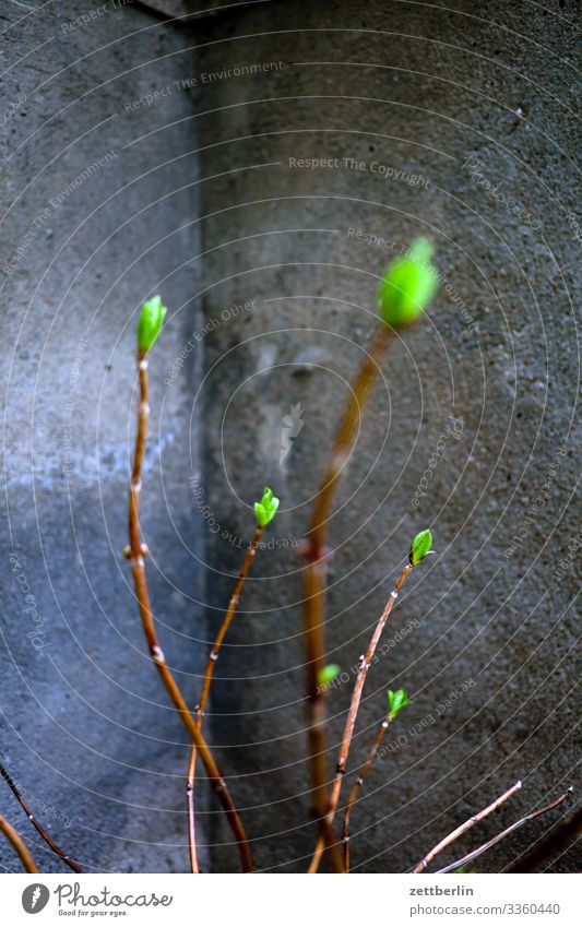 Knospen Garten Pflanze Blume Blüte Blühend Blütenknospen Blattknospe frisch grün Natur Ast Zweig Sträucher Tiefenschärfe Menschenleer Textfreiraum Mauer Ecke