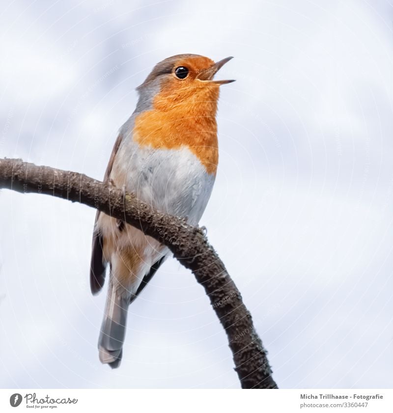 Singendes Rotkehlchen Natur Tier Himmel Sonnenlicht Schönes Wetter Baum Ast Wildtier Vogel Tiergesicht Flügel Krallen Schnabel Kopf Auge Feder gefiedert 1