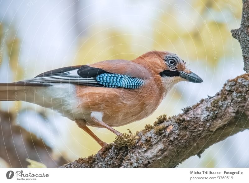 Eichelhäher im Baum Natur Tier Himmel Sonnenlicht Schönes Wetter Zweige u. Äste Wildtier Vogel Tiergesicht Flügel Krallen Kopf Schnabel Auge Feder gefiedert 1