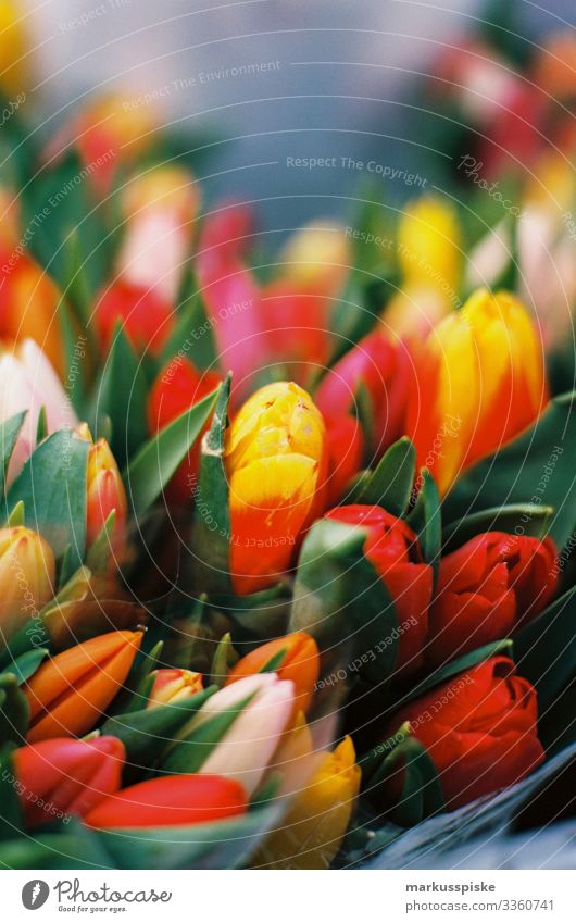 Frische Tulpen analoge Fotografie 35mm Filmfotografie Filmscan Scan Leica R7 Blume farbenfroh rot gelb natürlich geblümt