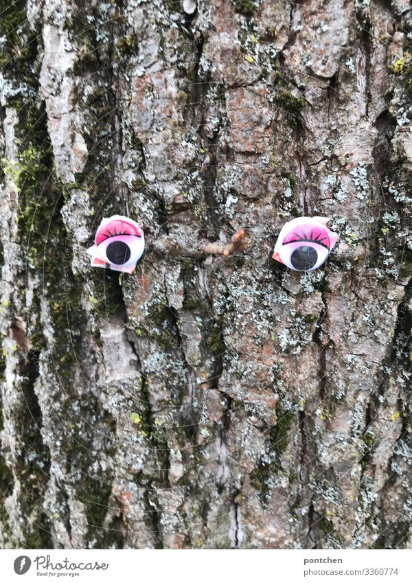 Aufklebbare Augen auf einem Baumstamm Natur Herbst Winter Blick außergewöhnlich Freundlichkeit einzigartig niedlich Humor skuril Ast Moos Gesicht Umweltschutz