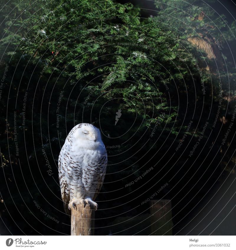 eine Schneeeule sitzt mit geschlossenen Augen auf einem Pfahl Umwelt Natur Pflanze Tier Winter Baum Wildtier Vogel Zoo Schnee-Eule 1 schlafen stehen einzigartig