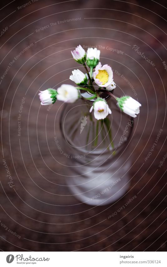 Ein bisschen Frühling Dekoration & Verzierung Pflanze Blume Gänseblümchen Flaschenhals Vase Holz Blühend schön klein nah natürlich braun gelb grau weiß Stimmung