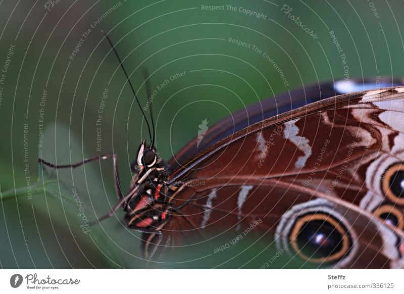 Schmetterling schaut nach oben Naturschönheit Natursymmetrie dunkelgrün Naturmuster Momentaufnahme nach oben schauend nach oben streben Morphofalter