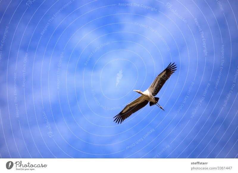 Holzstorch Mycteria americana fliegt Natur Tier Wildtier Vogel Flügel 1 fliegen blau Storch Fliege Myakka State Park Sarasota Florida Watvogel Waldrapparat