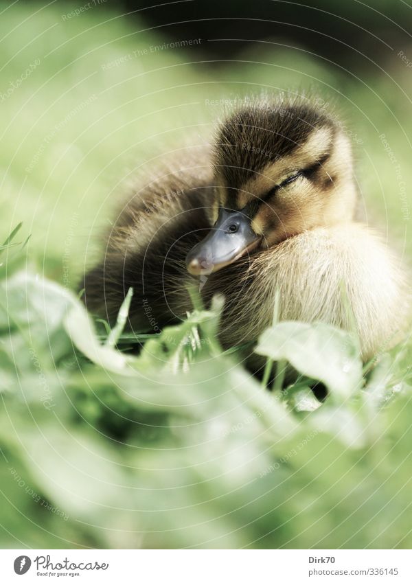 Wer wachsen will muss auch 'mal schlafen Tier Frühling Gras Blatt Halm Wiese Wildtier Vogel Ente Stockente 1 Erholung liegen träumen kuschlig klein niedlich