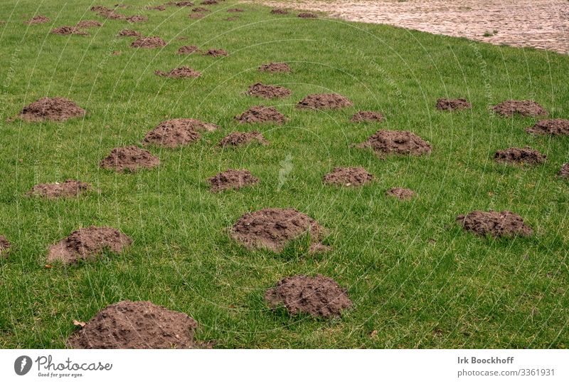 Maulwurfshaufen auf einer Wiese Erde Rasen Tier Fährte Aggression natürlich braun grün Wut Ärger gereizt Feindseligkeit Frustration Natur Verzweiflung Farbfoto