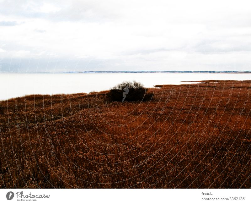 Lebbasee Ferien & Urlaub & Reisen Tourismus Ausflug Winter See schön ruhig Polen Schilfgras Sträucher Lebesco Strandsee Pommern Farbfoto Außenaufnahme