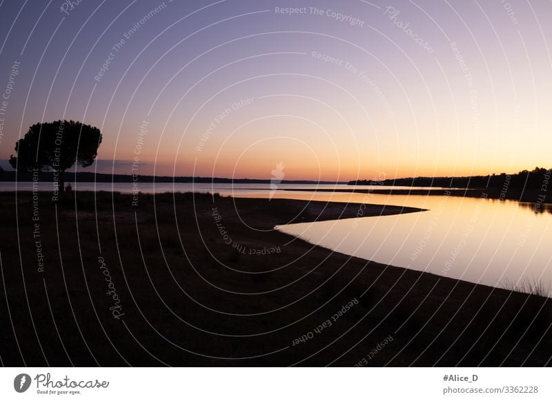 Pinienbaum silhouette am see bei Sonnenuntergang Ferien & Urlaub & Reisen Strand Umwelt Natur Landschaft Sand Wolkenloser Himmel Sonnenaufgang Baum Park