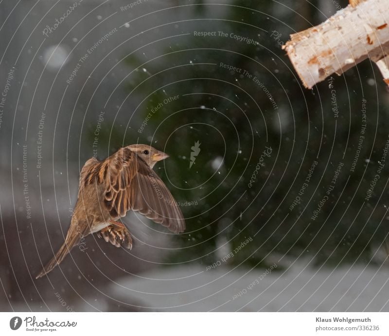 Weibchen des Haussperlings im Landeanflug am Futterhäuschen, feine Schneeflöckchen sind in der Luft. Tier Winter Wildtier Vogel Flügel Krallen 1 fliegen braun