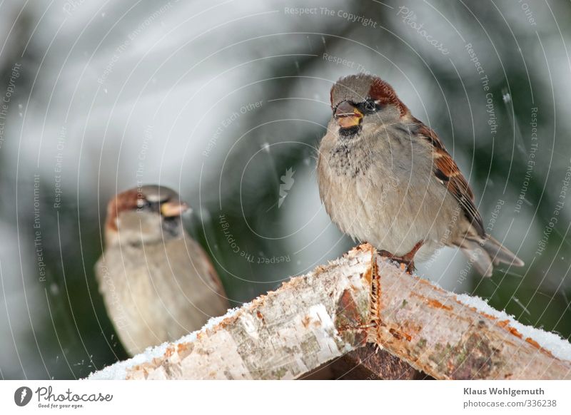 Haussperlings männchen sitzen im Winter auf einem Futterhaus, bei leichtem Schneefall Umwelt Natur Vogel Tiergesicht Flügel Krallen Spatz Passer domesticus 1