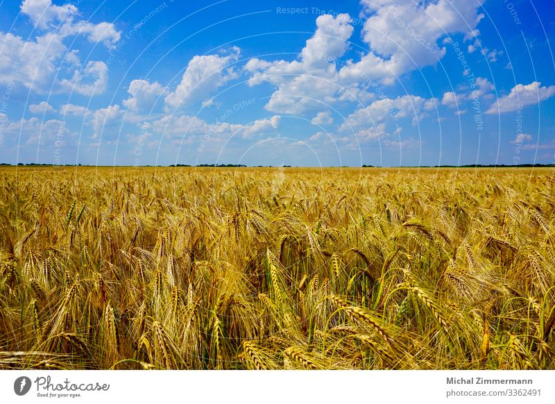 Kornfeld Natur Landschaft Pflanze Tier Himmel Wolken Sommer Schönes Wetter Nutzpflanze Feld Frühlingsgefühle Farbfoto Außenaufnahme Detailaufnahme Menschenleer