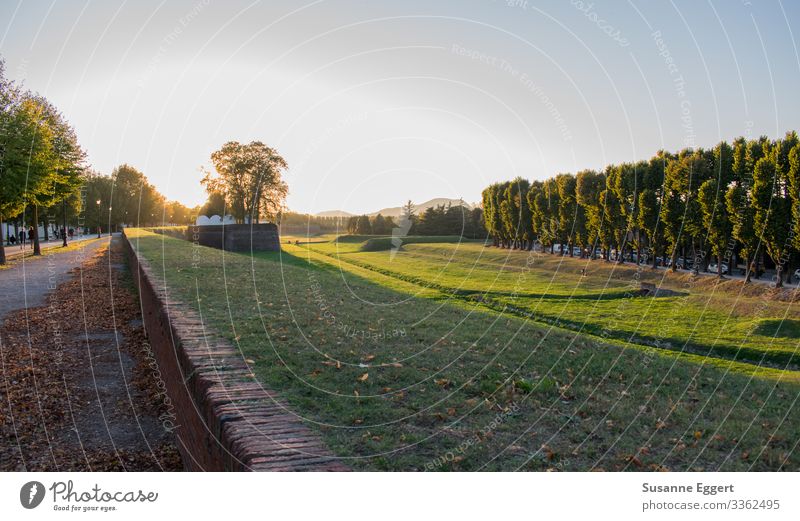 Stadtmauer Lucca Natur Landschaft Pflanze Sonnenaufgang Sonnenuntergang Schönes Wetter Vergänglichkeit Abenddämmerung Spaziergang Wege & Pfade Spazierweg