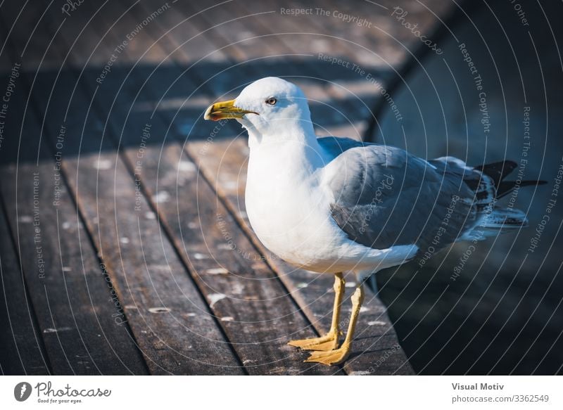 Gelbfußmöwe auf einem Hafen Natur Tier Küste Vogel natürlich gelb weiß Farbe Möwe Gefieder Meeresvogel Larus michahellis Tiermotive Wirbeltier