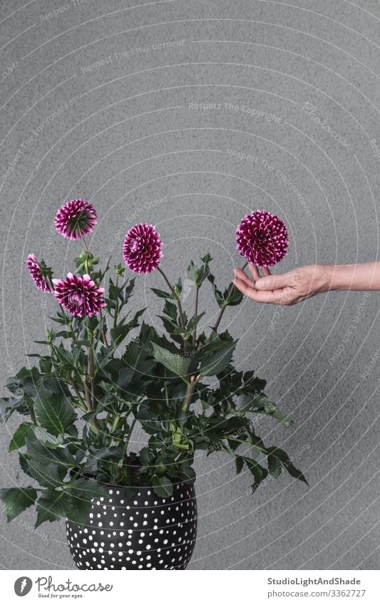 Blühende Dahlienblüten mit der Hand berühren Topf schön Garten Gartenarbeit Frau Erwachsene Natur Pflanze Blume Blüte Wachstum grau grün rot schwarz Farbe