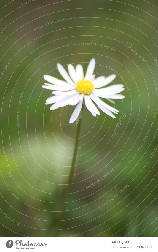 little Flower Natur Pflanze Blume Wildpflanze Gänseblümchen Blühend verblüht gelb grün weiß Farbfoto Außenaufnahme Textfreiraum links Textfreiraum rechts