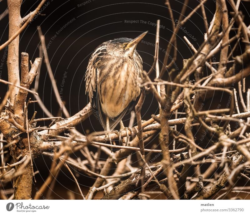 die Dommel Tier vogel dommel geäst wildlife menschenleer Außenaufnahme Baum Farbfoto braun