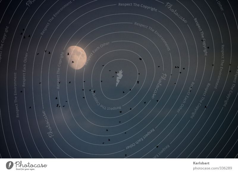 Nightflight. Natur Himmel Wolken Nachthimmel Mond Vogel Krähe Rabenvögel Tiergruppe Herde Schwarm Tierfamilie dunkel Bewegung geheimnisvoll Stimmung mystisch