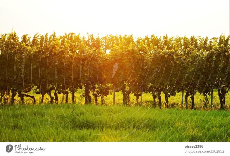 Vineyard in the golden sun Ferien & Urlaub & Reisen Sommer Natur springen agriculture autumn country countryside Europa farm farming field food fresh fruit