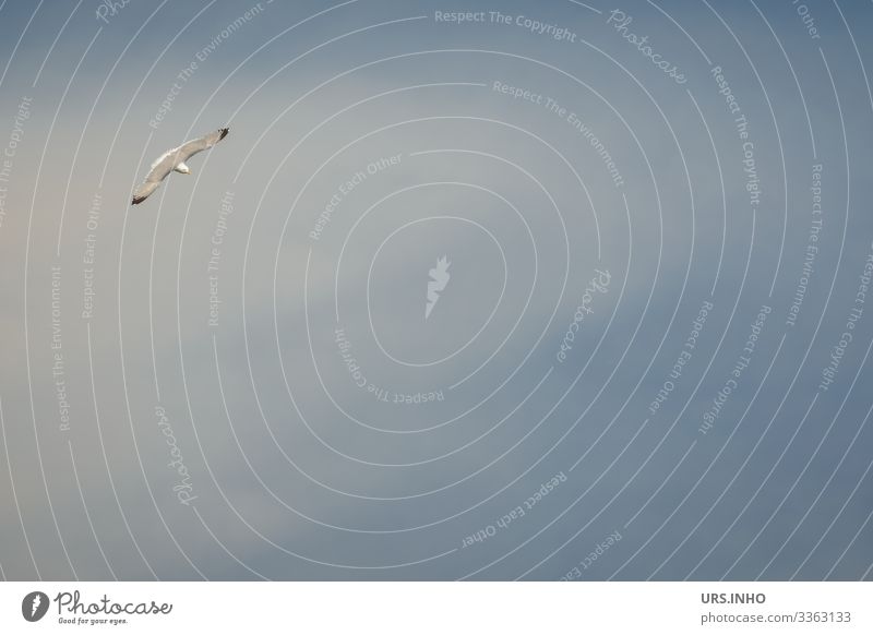 Möwe im Flug bei blauem Himmel Tier Wildtier Vogel 1 fliegen authentisch Unendlichkeit natürlich schwarz weiß Bewegung Freiheit gleiten Gleitflug Flügel