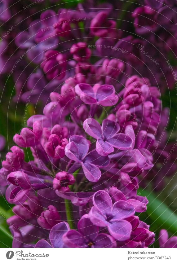 Lila Flieder Natur Pflanze Tier Frühling Sommer Baum Sträucher Blatt Grünpflanze Fliederbusch Fliederblüte Blüte Garten Park Wiese Wald Blühend violett