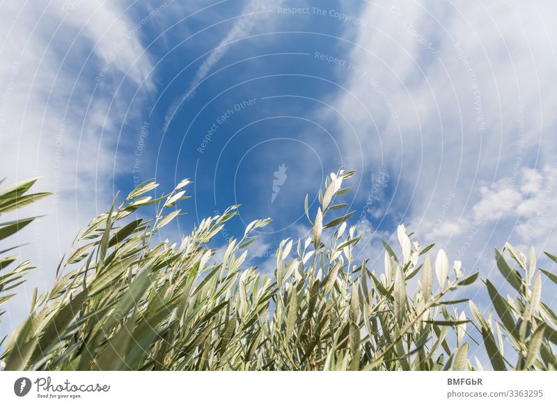 Von grünem Busch zu blauem Himmel Umwelt Natur Landschaft Pflanze Luft Wolken Klima Klimawandel Wetter Schönes Wetter Sträucher Garten Park hell Beginn Frieden