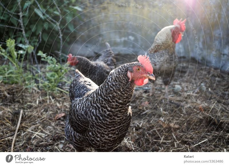 Hähne im Misthaufen Bioprodukte Landwirtschaft Forstwirtschaft Natur Tier Feld Nutztier Vogel Tiergesicht Flügel Streichelzoo Hahn Haushuhn Hähnchen 3 Freiheit