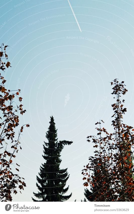 Baum, huldvoll Pflanze Himmel Wolkenloser Himmel Herbst Schönes Wetter Fichte Laubbaum Park blau braun grün schwarz weiß Überraschung Kondensstreifen Farbfoto